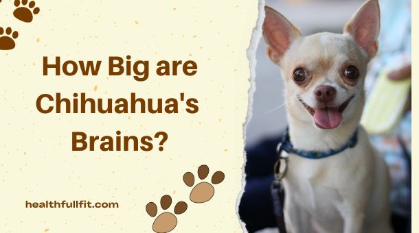 How Big Is A Chihuahua's Brain How Big Are Chihuahua's Brains? | Healthfullfit