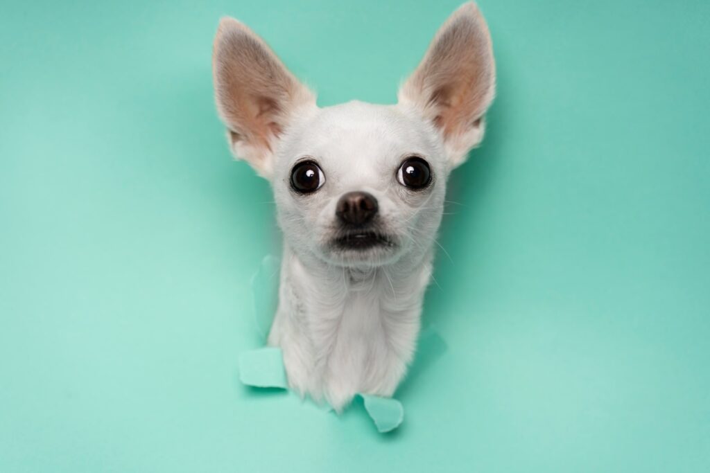 Unveiling the Mystery: How Big is a Chihuahua's Brain ?